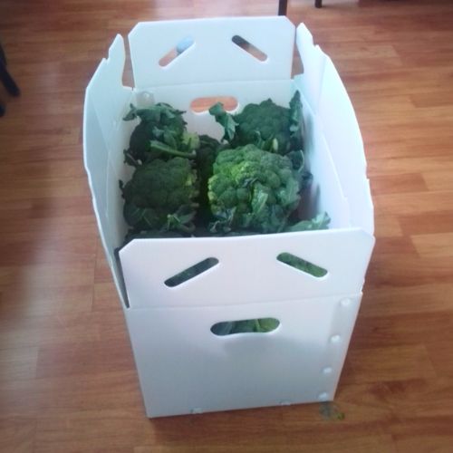cajas cartonplast para sector de alimentos